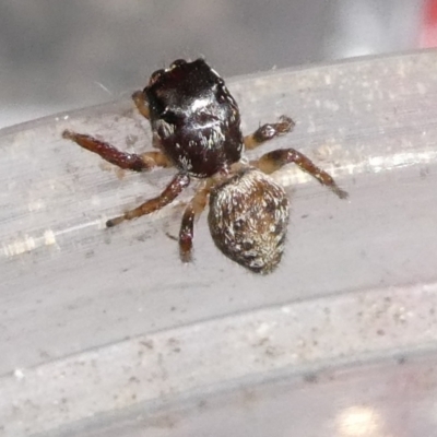 Unidentified Spider (Araneae) at Charleys Forest, NSW - 21 Jan 2024 by arjay
