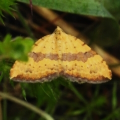 Chrysolarentia polyxantha (Yellow Carpet Moth) at Namadgi National Park - 16 Jan 2024 by JohnBundock