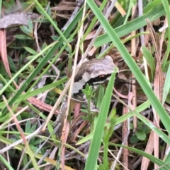 Litoria quiritatus (Screaming Tree Frog) at Lower Borough, NSW - 19 Jan 2024 by mcleana