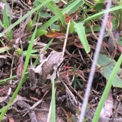 Litoria quiritatus at Lower Borough, NSW - 20 Jan 2024