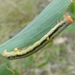 Geometridae (family) IMMATURE (Unidentified IMMATURE Geometer moths) at Charleys Forest, NSW - 20 Jan 2024 by arjay