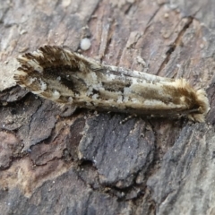 Moerarchis inconcisella (A tineid moth) at Mongarlowe River - 20 Jan 2024 by arjay