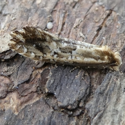 Moerarchis inconcisella (A tineid moth) at Charleys Forest, NSW - 20 Jan 2024 by arjay
