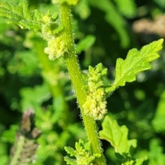 Dysphania pumilio (Small Crumbweed) at Mitchell, ACT - 21 Jan 2024 by trevorpreston