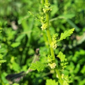 Dysphania pumilio at Crace Grasslands - 22 Jan 2024