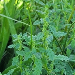 Dysphania pumilio at Crace Grasslands - 22 Jan 2024