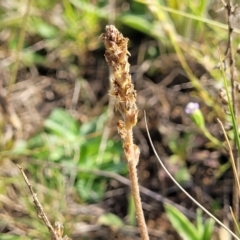 Plantago varia (Native Plaintain) at Crace Grasslands - 22 Jan 2024 by trevorpreston