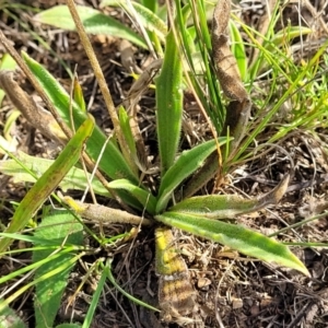 Plantago varia at Crace Grasslands - 22 Jan 2024