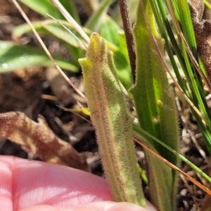 Plantago varia at Crace Grasslands - 22 Jan 2024