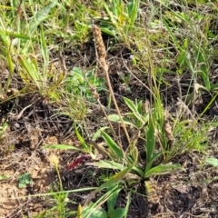 Plantago varia at Crace Grasslands - 22 Jan 2024 09:22 AM