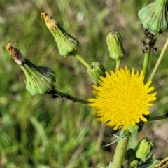 Sonchus asper (Prickly Sowthistle) at Crace Grasslands - 22 Jan 2024 by trevorpreston