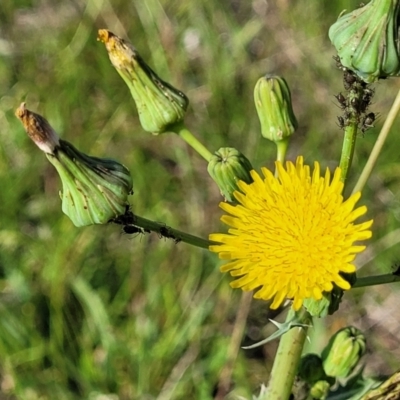 Sonchus asper (Prickly Sowthistle) at Crace Grasslands - 22 Jan 2024 by trevorpreston