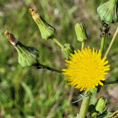 Sonchus asper (Prickly Sowthistle) at Crace Grasslands - 22 Jan 2024 by trevorpreston