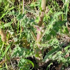 Sonchus asper at Crace Grasslands - 22 Jan 2024 09:20 AM