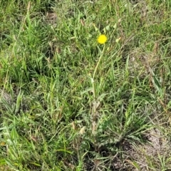 Sonchus asper at Crace Grasslands - 22 Jan 2024