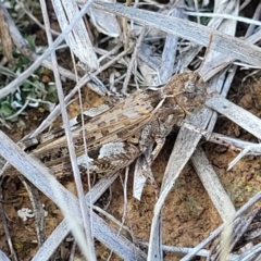 Austroicetes sp. (genus) (A grasshopper) at Crace Grasslands - 21 Jan 2024 by trevorpreston