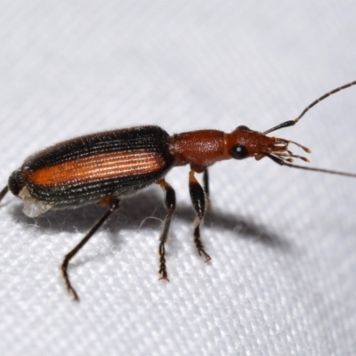 Drypta australis (A Carab beetle) at Jerrabomberra, NSW - 21 Jan 2024 by DianneClarke