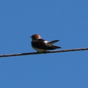 Petrochelidon ariel at Wingecarribee Local Government Area - 19 Jan 2024