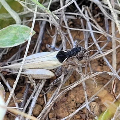 Austroicetes sp. (genus) (A grasshopper) at Mitchell, ACT - 21 Jan 2024 by trevorpreston