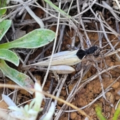 Austroicetes sp. (genus) at Crace Grasslands - 22 Jan 2024 09:14 AM