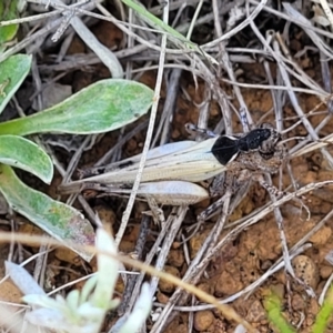 Austroicetes sp. (genus) at Crace Grasslands - 22 Jan 2024