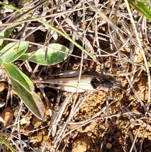 Austroicetes sp. (genus) at Crace Grasslands - 22 Jan 2024 09:14 AM