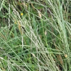 Eragrostis curvula (African Lovegrass) at Crace Grasslands - 22 Jan 2024 by trevorpreston