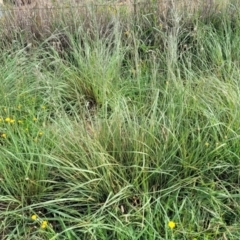 Eragrostis curvula at Crace Grasslands - 22 Jan 2024