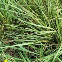 Eragrostis curvula at Crace Grasslands - 22 Jan 2024