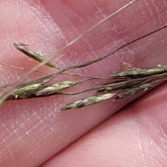 Eragrostis curvula at Crace Grasslands - 22 Jan 2024