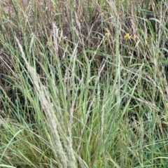 Eragrostis curvula at Crace Grasslands - 22 Jan 2024 09:09 AM