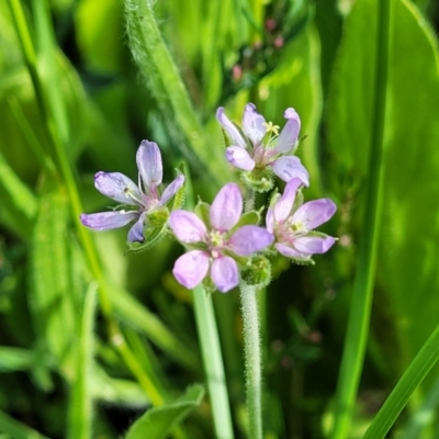 Erodium cicutarium (Common Storksbill, Common Crowfoot) at Mitchell, ACT - 21 Jan 2024 by trevorpreston