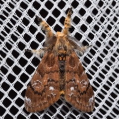 Orgyia anartoides (Painted Apple Moth) at Jerrabomberra, NSW - 21 Jan 2024 by DianneClarke