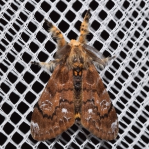 Orgyia anartoides at QPRC LGA - suppressed