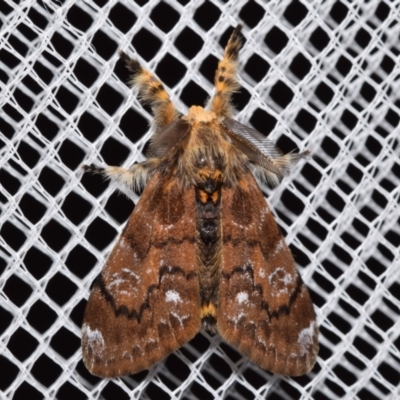 Orgyia anartoides (Painted Apple Moth) at QPRC LGA - 21 Jan 2024 by DianneClarke