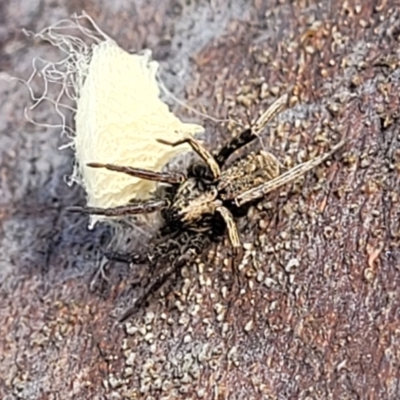 Argoctenus sp. (genus) at Mitchell, ACT - 21 Jan 2024 by trevorpreston