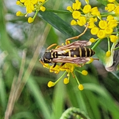 Polistes (Polistes) chinensis (Asian paper wasp) at Mitchell, ACT - 21 Jan 2024 by trevorpreston
