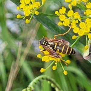 Polistes (Polistes) chinensis at Crace Grasslands - 22 Jan 2024 09:04 AM