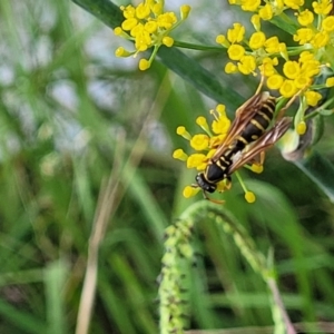 Polistes (Polistes) chinensis at Crace Grasslands - 22 Jan 2024 09:04 AM