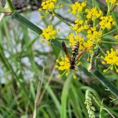 Polistes (Polistes) chinensis at Crace Grasslands - 22 Jan 2024 09:04 AM