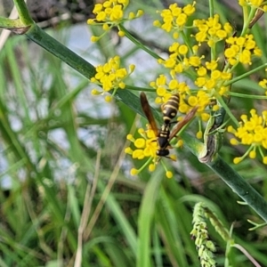 Polistes (Polistes) chinensis at Crace Grasslands - 22 Jan 2024 09:04 AM