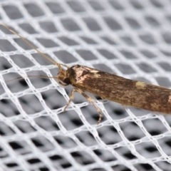 Opogona omoscopa (Detritus Moth) at QPRC LGA - 19 Jan 2024 by DianneClarke