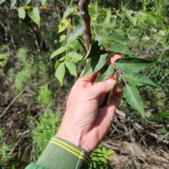 Ailanthus altissima (Tree-of-Heaven) at Watson, ACT - 21 Jan 2024 by patrickharvey