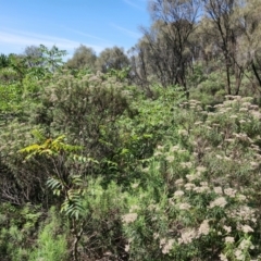 Ailanthus altissima at Mount Majura - 22 Jan 2024 10:40 AM