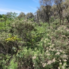 Ailanthus altissima at Mount Majura - 22 Jan 2024