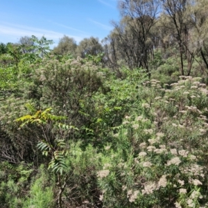 Ailanthus altissima at Mount Majura - 22 Jan 2024 10:40 AM