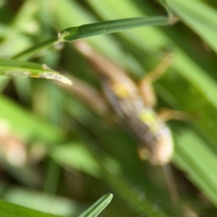 Unidentified Grasshopper (several families) at Exeter, NSW - 22 Jan 2024 by Hejor1