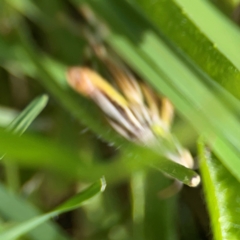 Acrididae sp. (family) at Exeter - 22 Jan 2024