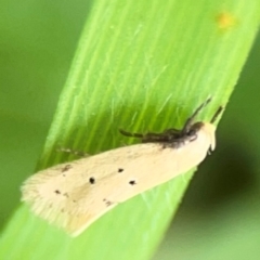 Oecophoridae Provisiion al Species 11 (A Concealer moth) at Exeter - 22 Jan 2024 by Hejor1