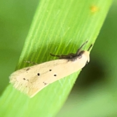 Oecophoridae Provisiion al Species 11 at Wingecarribee Local Government Area - 22 Jan 2024